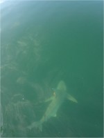 A blacktip shark swims away after Mote scientists tagged with an acceleration data logger. Credit Mote Marine Laboratory
