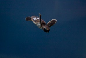 A rescued sea turtle hatchling recovers at Mote.