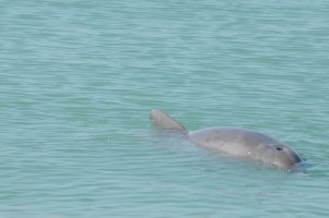 The dolphin that was rescued by the Sarasota Dolphin Research Program was entangled in a crab trap line and was left floating just beneath the water’s surface. Credit: Sarasota Dolphin Research Program. Photo taken under NMFS Scientific Research Perm