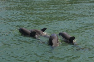 Group of dolphin calves in Sarasota Bay and vicinity. Photo taken by the Chicago Zoological Society's Sarasota Dolphin Research Program under National Marine Fisheries Service Scientific Research Permit No. 20455.