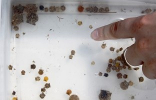 Some of the 114 juvenile scallops found by Mote Marine Laboratory scientists and a Japanese colleague while checking a scallop monitoring device on March 25 at a restoration site off Ken Thompson Park in Sarasota Bay.