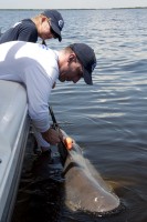 Dr. Nick Whitney and Staff Biologist Karissa Lear of Mote Marine Lab prepare to release a lemon shark that has been caught by a recreational fisherman and tagged with an acceleration data logger. Credit Mote Marine Laboratory