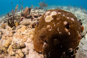 Stony coral tissue loss disease spotted in the Florida Reef Tract on a dive in 2018. 