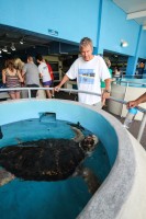 Dean Cutshall admires Shelley, one of Moste's resident sea turtles. Credit: Conor Goulding/Mote Marine Laboratory.
