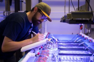 Raymond Banister, a technician with Mote's Coral Health & Disease Research Program, observes various species of coral infected with an unkno