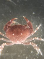 Stone crab juvenile