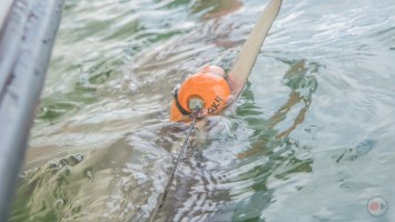 Mote scientists fix an accelerometer tag to the fin of a blacktip shark before the shark is released by a recreational fisherman. Credit Untamed Science.
