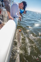 Dr. Nick Whitney of Mote Marine Lab prepares to release a lemon shark that has been caught by a recreational fisherman and tagged with an acceleration data logger. Credit Untamed Science.