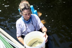Carole L. Neidig, Mote Staff Scientist, brings hatchery-reared snook to acclimation enclosures before they are released into Sarasota Bay as part of the Lab's Fisheries Conservation and Enhancement Initiative.Credit: Mote Marine Laboratory.