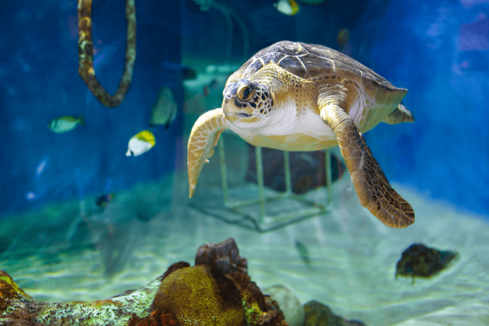 sea turtle essay