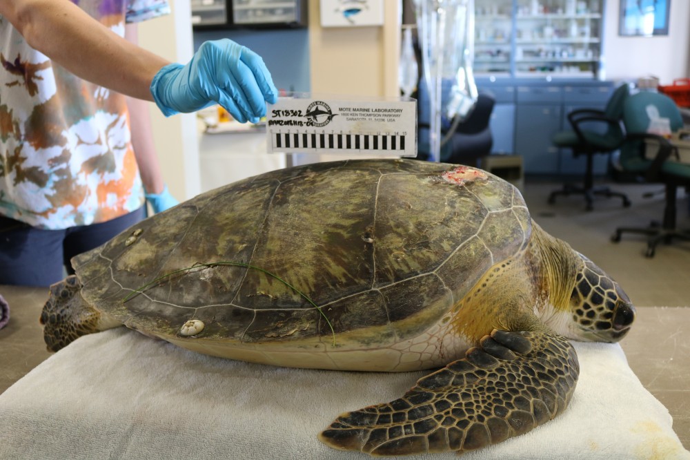 Giblet | Patients | Animal Hospitals | Mote Marine Laboratory & Aquarium