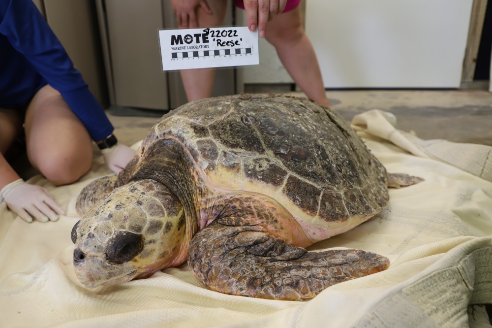 Sweet Reese | Patients | Animal Hospitals | Mote Marine Laboratory &  Aquarium