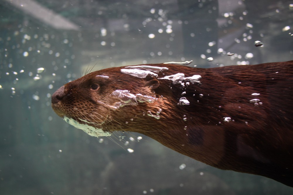 Meet the Otters: Huck