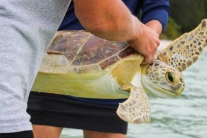 Grant allows Mote to treat turtles suffering from life-threatening tumors