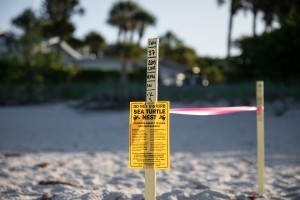Mote welcomes a busy sea turtle nesting season with first nest