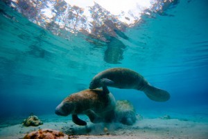 Manatee Research