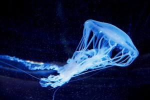 No brain? No spine? No problem for sea jellies!