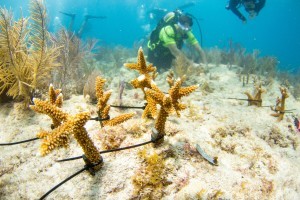 Coral restoration workshop for practitioners