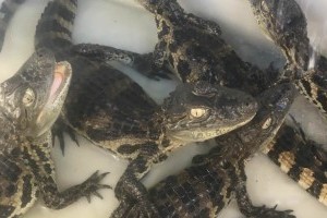 Caiman conservation in Argentina