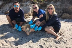 Marine wildlife rescue mission never stops