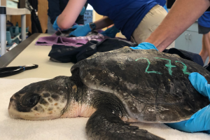 Mote welcomes new sea turtle patients