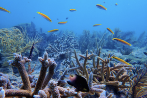 Mote Launches Transformative Coral Reef Restoration Project with a Nearly $7 Million NOAA grant