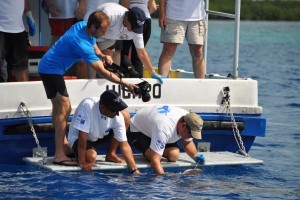 Sharks without borders: U.S.-Cuba science