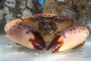 Delicious, declining stone crabs