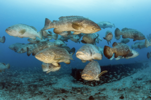 Mote science highlights decline of Goliath grouper population in new study