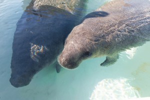 Experimenting with Manatee Communication