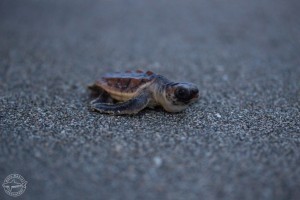 Where do baby turtles come from? Sea turtle mating systems