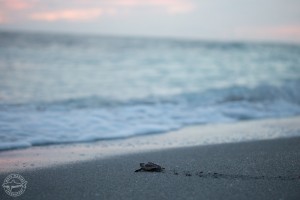 Mote’s STCRP Records Highest Number of Green Sea Turtle Nests in Venice