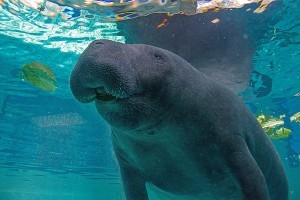 Friday Yoga Flows with Florida Blue: Yoga with the Manatees