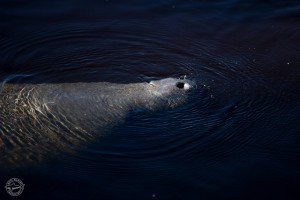 Manatee science by air, land and sea