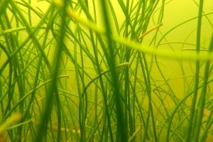 Seagrass Ecosystem Research & Restoration Program