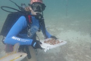 Mote saves thousands of endangered corals amidst extreme high-water temps