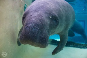 Taking a manatee’s temperature: Trickier than it sounds!
