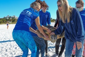 Mote releases loggerhead patient Rosemary from hospital after rehab