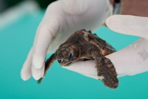 SEA Show - The Great Survivors: All About Sea Turtles