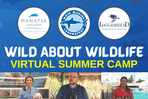 Virtual Summer Camp - Wild About Wildlife