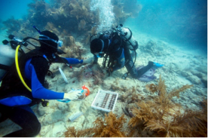 Science talks with Mote at Wellen Park: Coral Reef Science