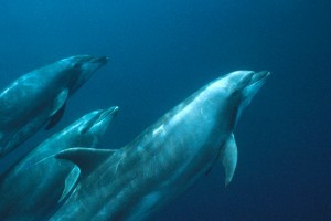Sarasota Dolphin Research Program