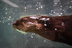 Otters & Their Waters
