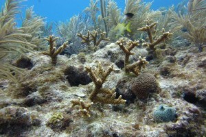 Coral Reef Monitoring & Assessment