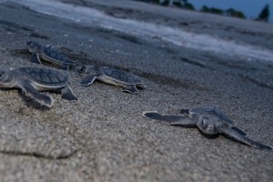 Sea Turtle Conservation & Research