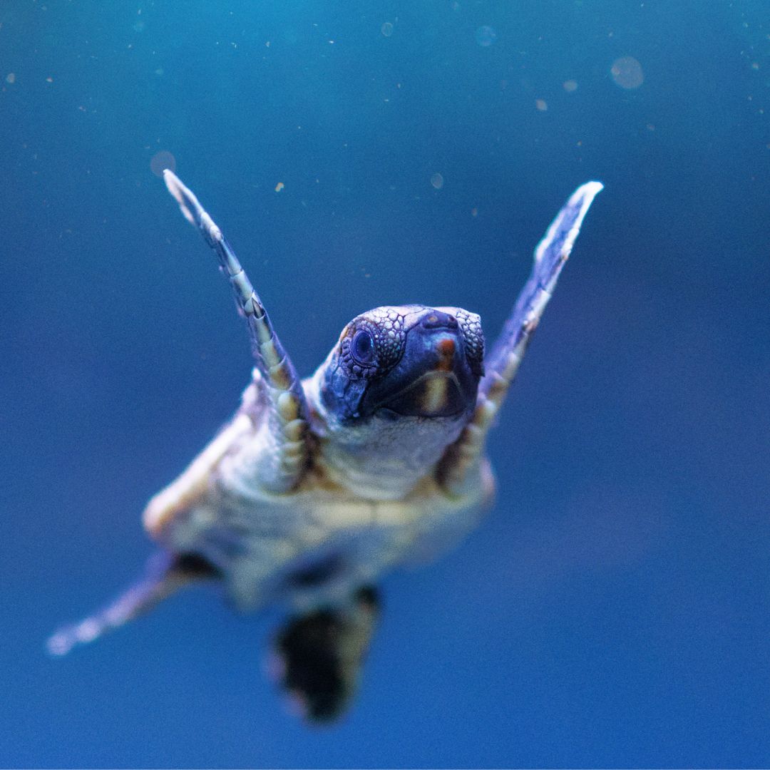 A sea turtle hatchling flaps its flippers