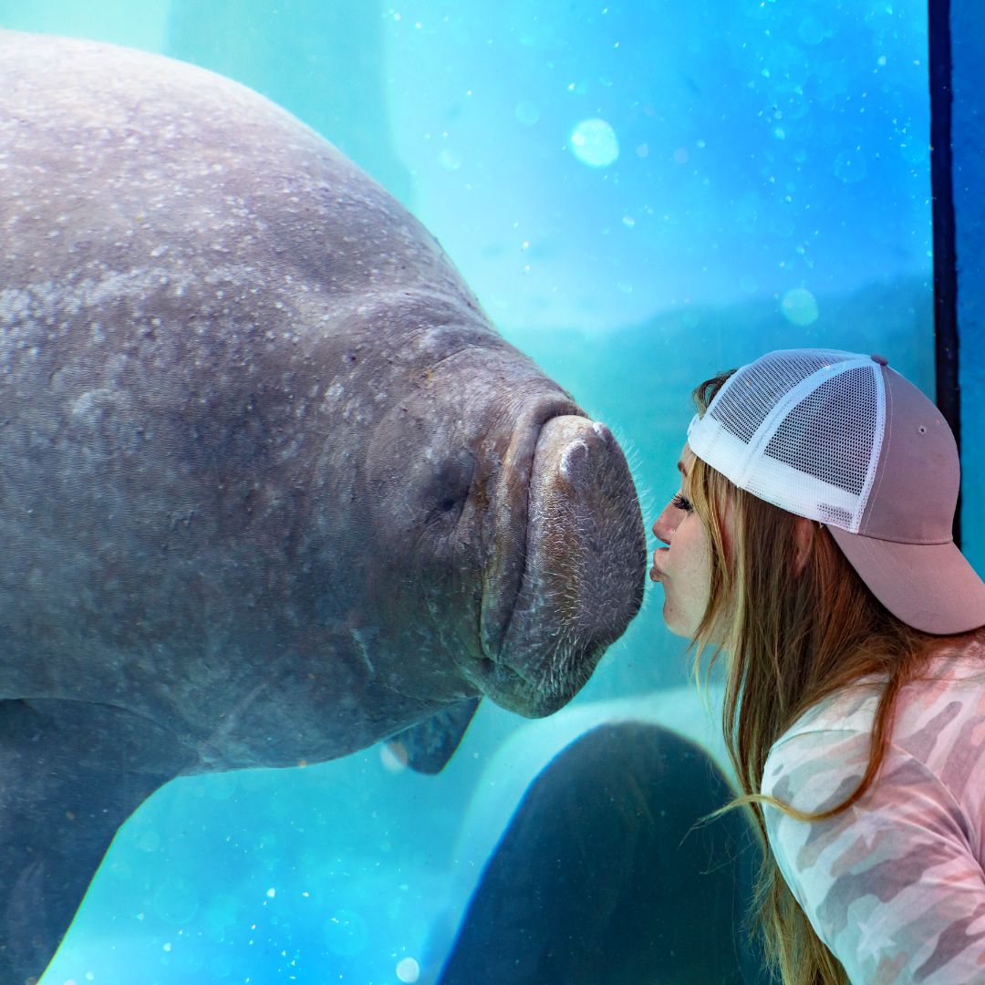 A resident manatee at Mote gives a 