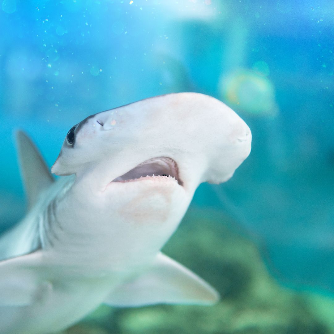 A cute bonnethead shark swims with its mouth open, allowing a view of its small teeth