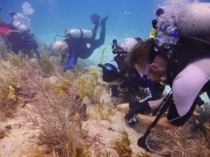 Four divers line up, heads-down , intently planting young staghorn corals on the sea bed.