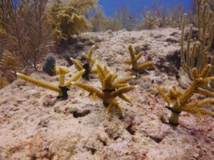 A close up of planted staghorn corals. The corals stand upright on the rock, held in place by stakes and zip ties.